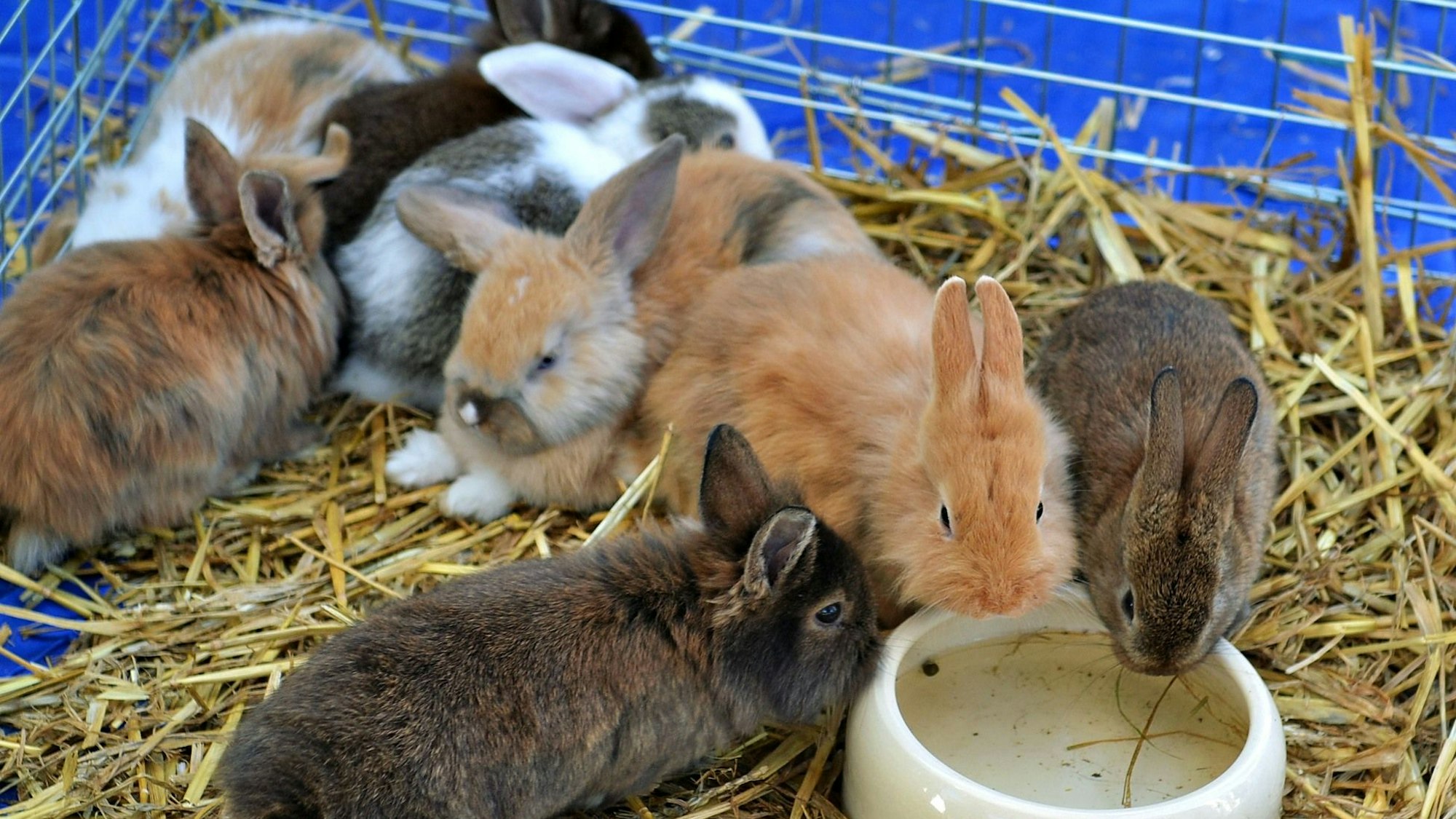 In einem Käfig sitzen kleine Kaninchen im Stroh.