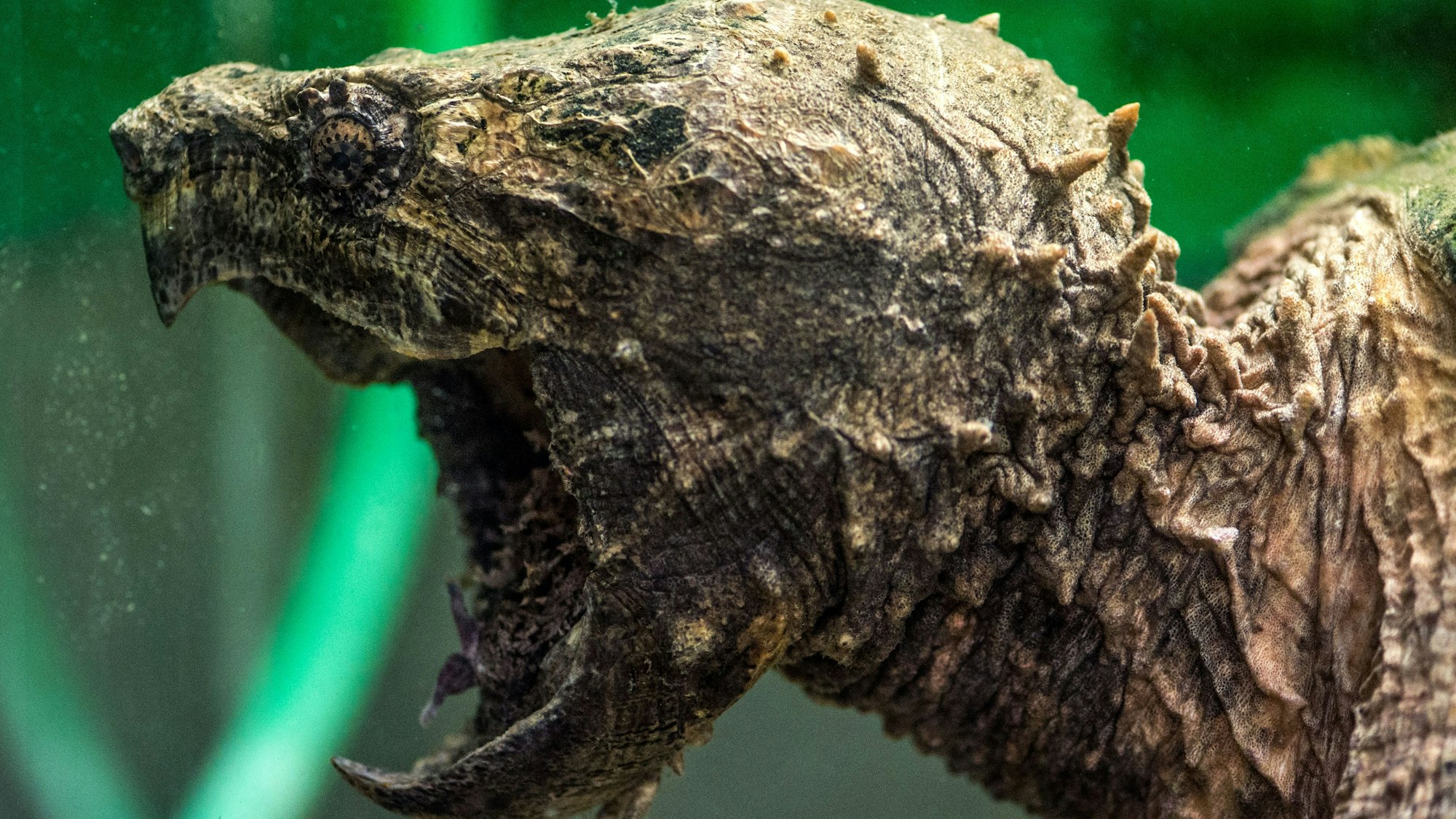 Der Kopf einer Geierschildkröte im Reptilienzoo in Regensburg.