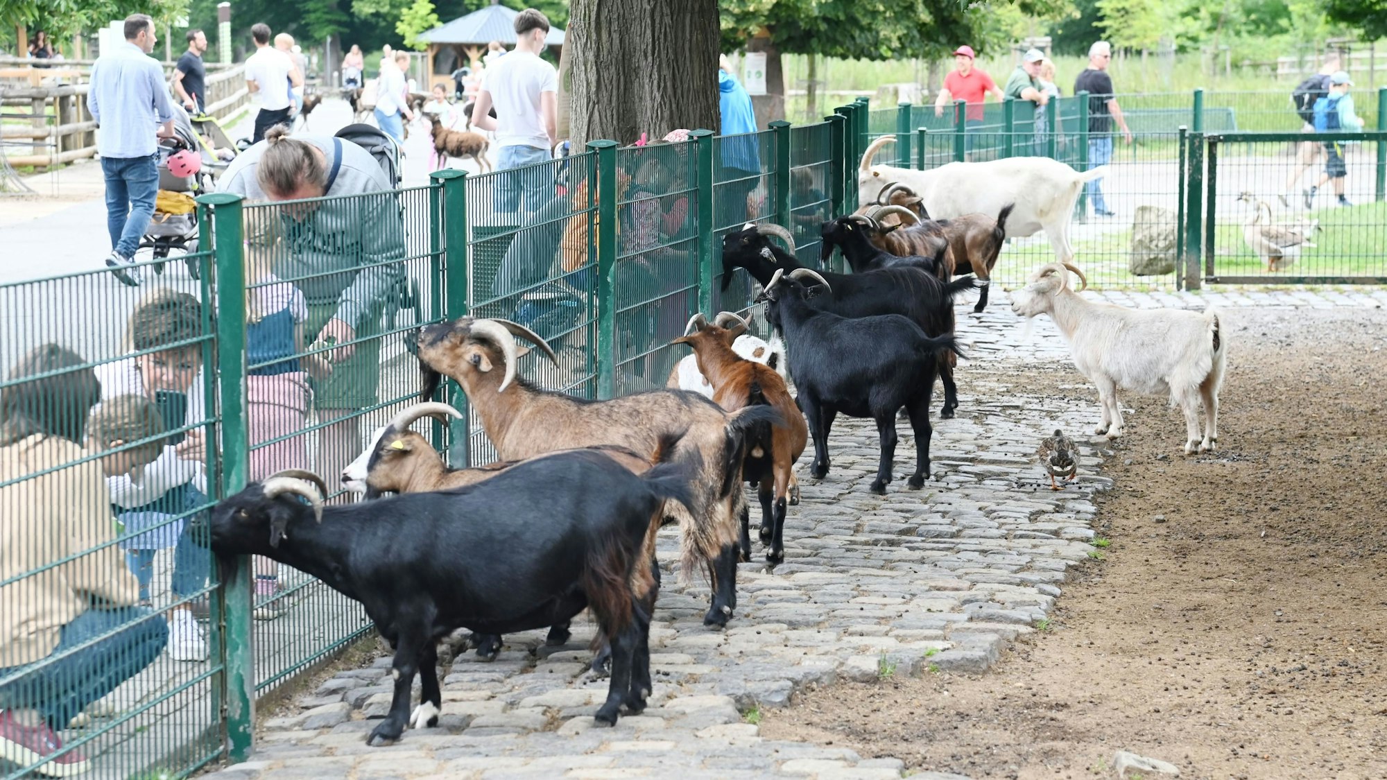 Kinder füttern gemeinsam mit ihren Eltern, Ziegen in einem Gehege im Tierpark in Lindenthal.