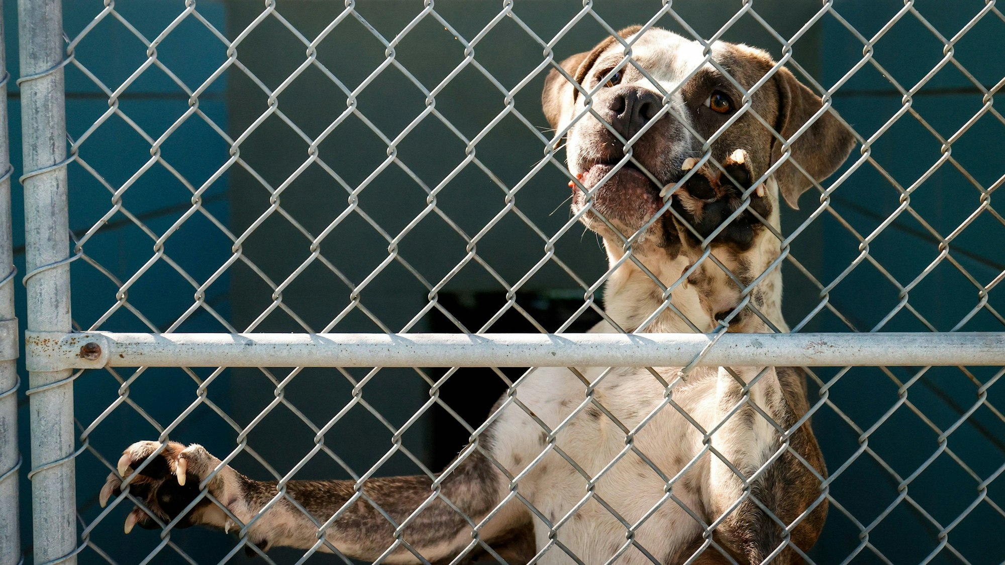 Ein American Staffordshire Terrier sitzt in einem Käfig.