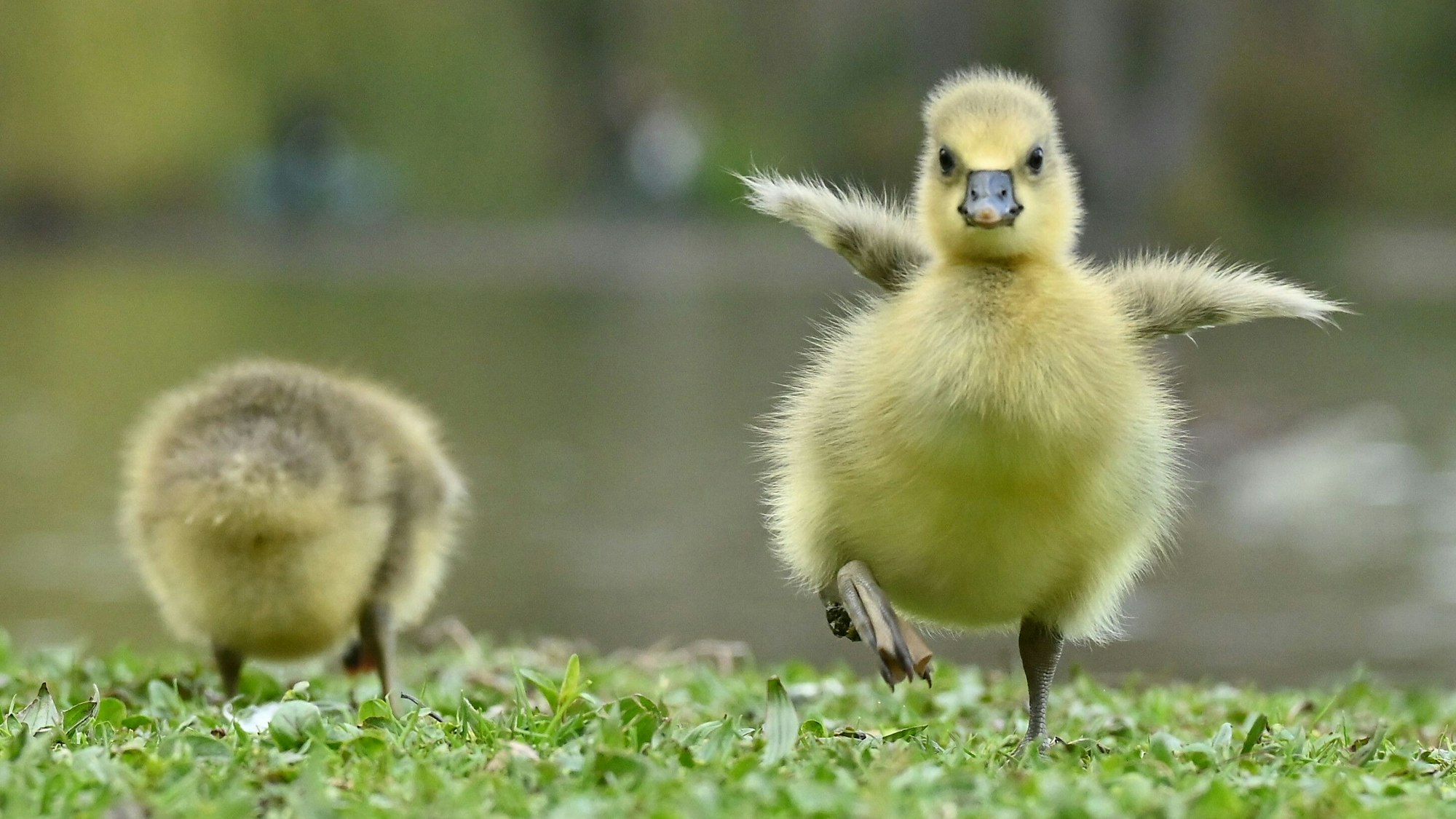 Ein Küken in einem Park (Symbolfoto).