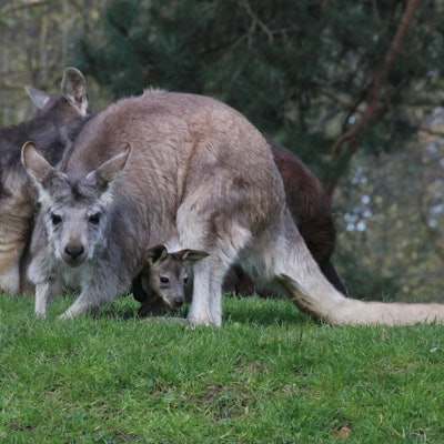 Ein kleines Känguru-Junges blickt aus dem Beutel seiner Mutter. Die Kängurus im Zoo Duisburg haben fünffachen Nachwuchs bekommen, teilte der Zoo Duisburg am Donnerstag mit. Foto: I. Sickmann/Zoo Duisburg/dpa - ACHTUNG: Nur zur redaktionellen Verwendung im Zusammenhang mit der aktuellen Berichterstattung und nur mit vollständiger Nennung des vorstehenden Credits +++ dpa-Bildfunk +++