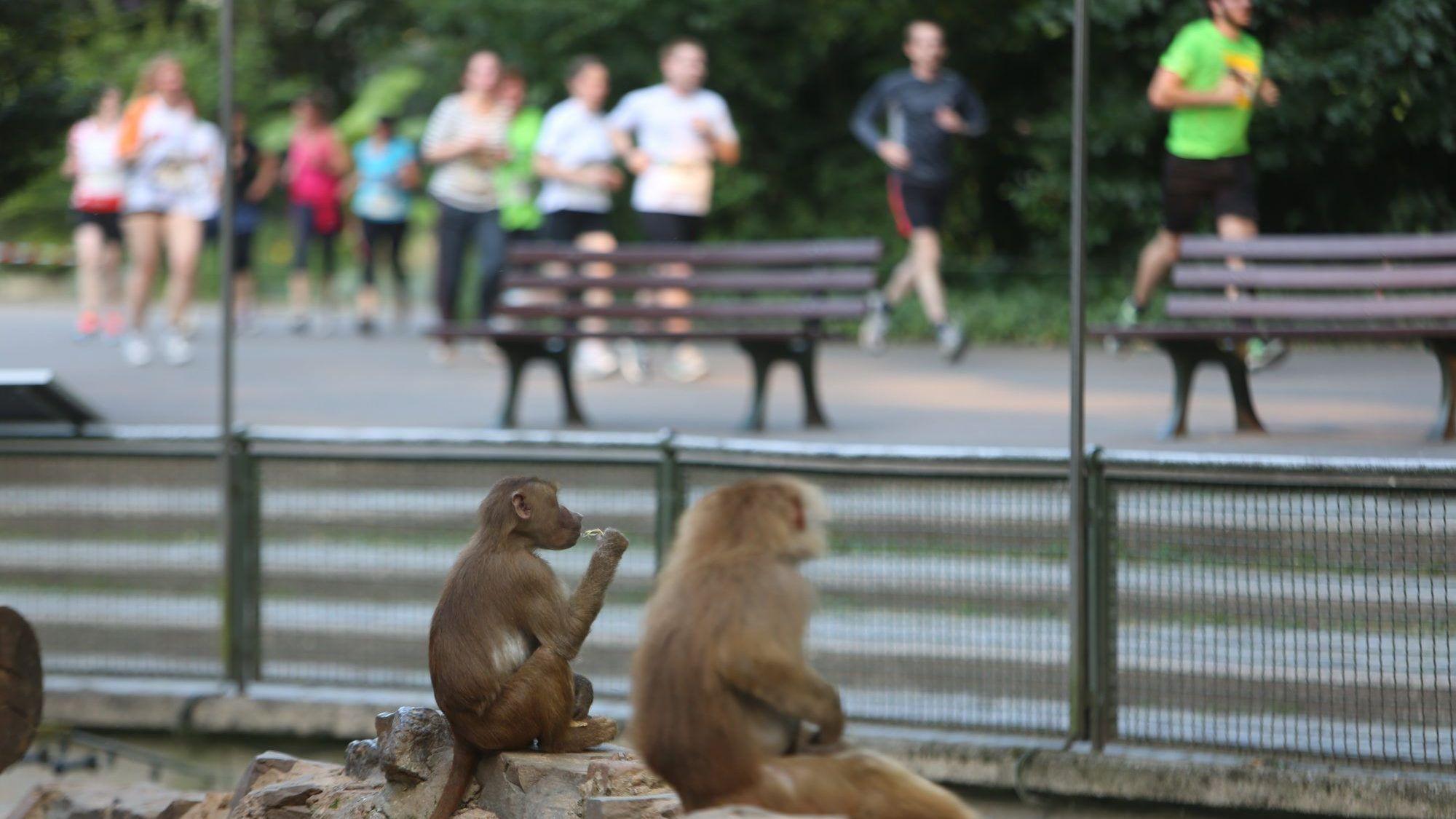 Der Kölner Zoolauf führt quer durch den Kölner Zoo.