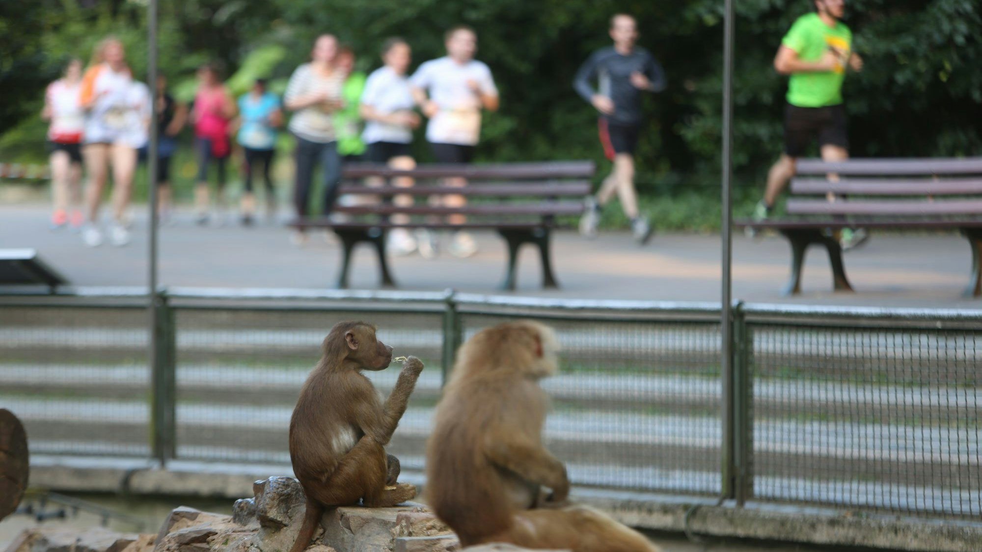 Der Kölner Zoolauf führt quer durch den Kölner Zoo, vorbei an den verschiedensten Tieren. (Archivbild)