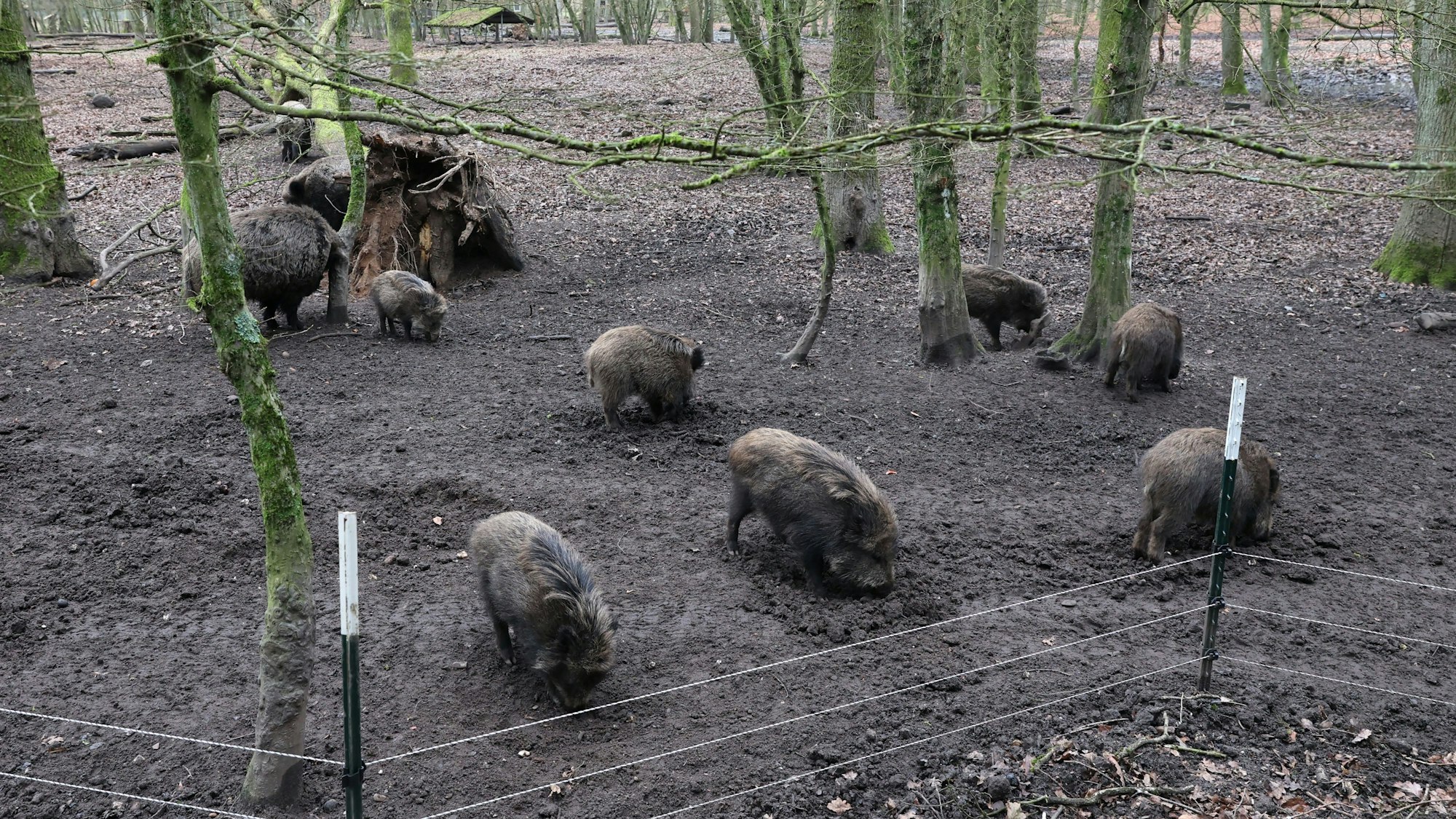 Wildschweine im Gehege im Wildpark in Dünnwald.