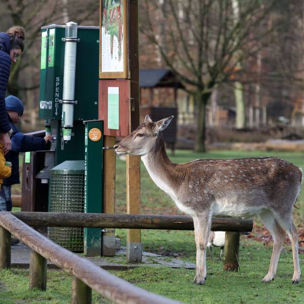 Familie füttert gemeinsam Tiere im Lindenthaler Tierpark.