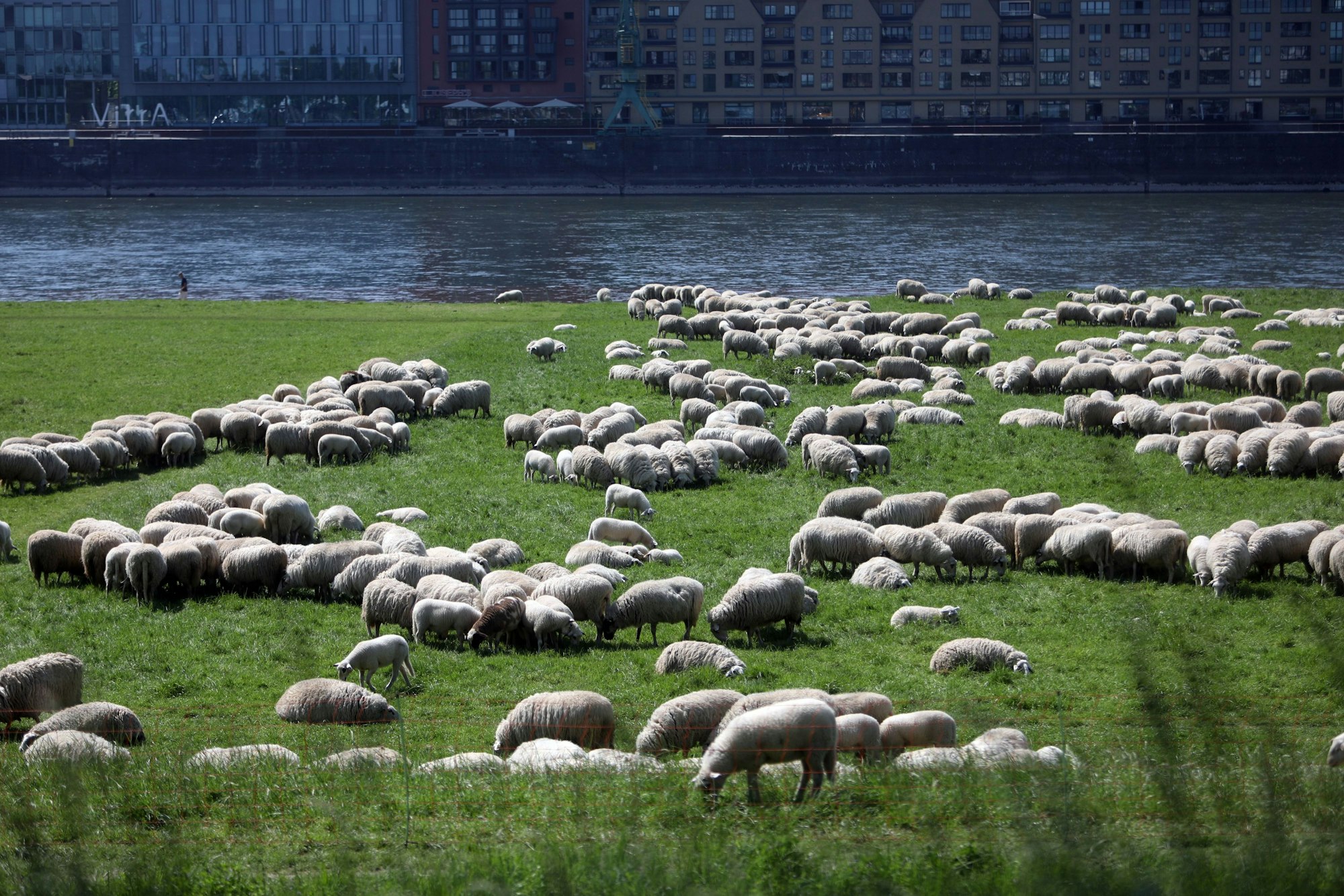 29.04.2025, Köln: Schafe auf der Poller Wiesen. Foto: Arton Krasniqi