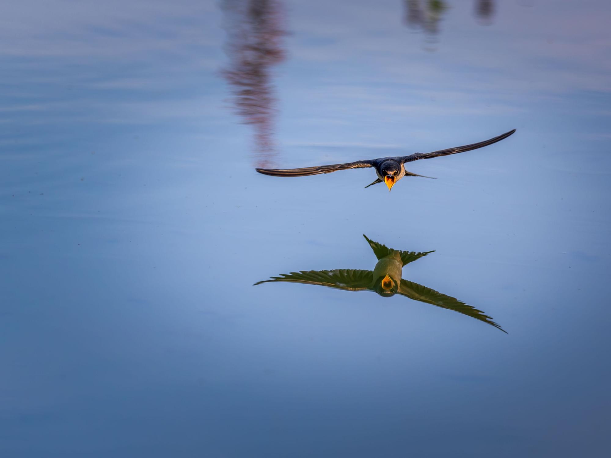 Schwalben im Sinkflug über dem Wasser.