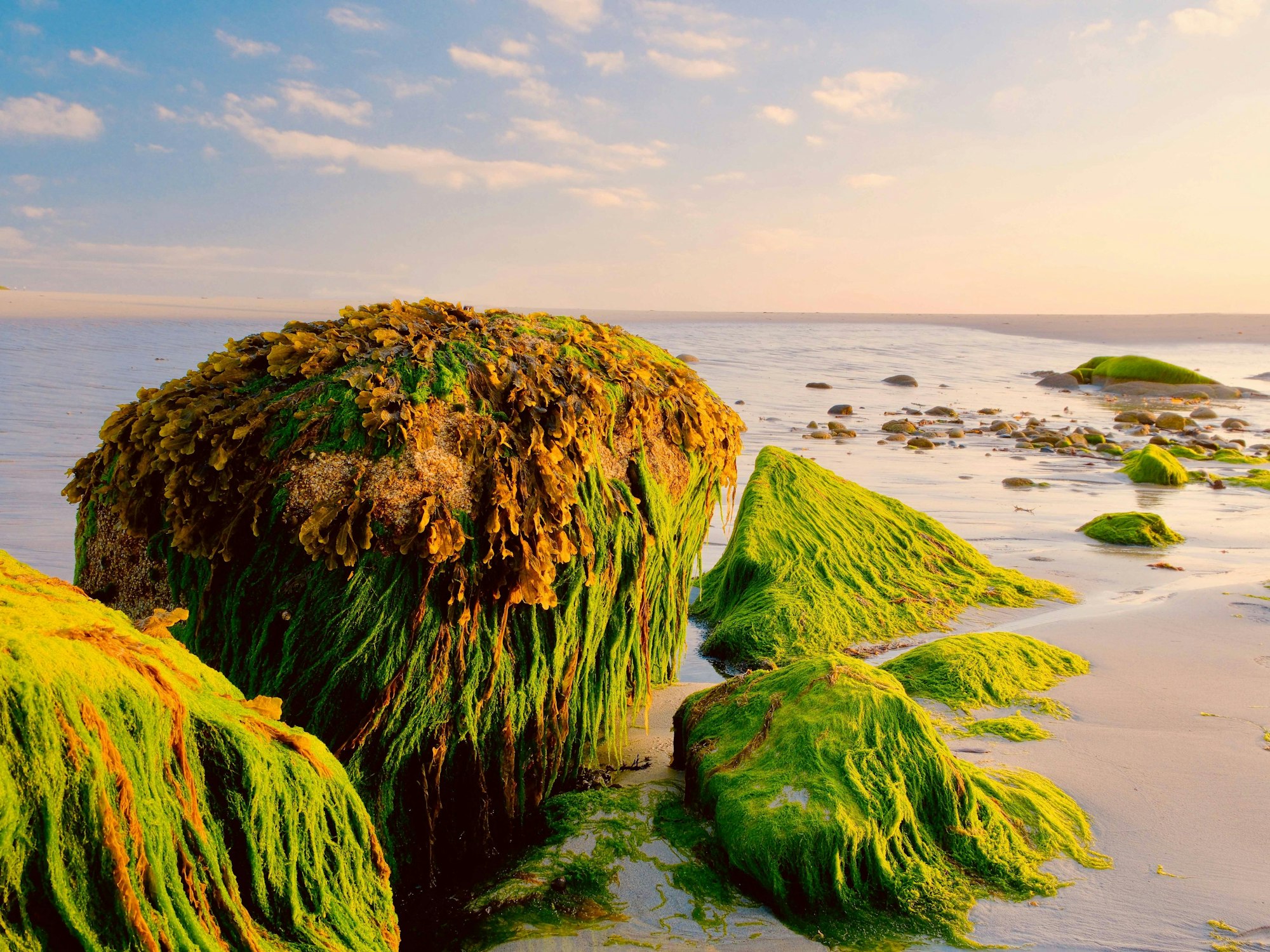 Felsen, mit grünen Pflanzen übersät, am Meer in Frankreich.