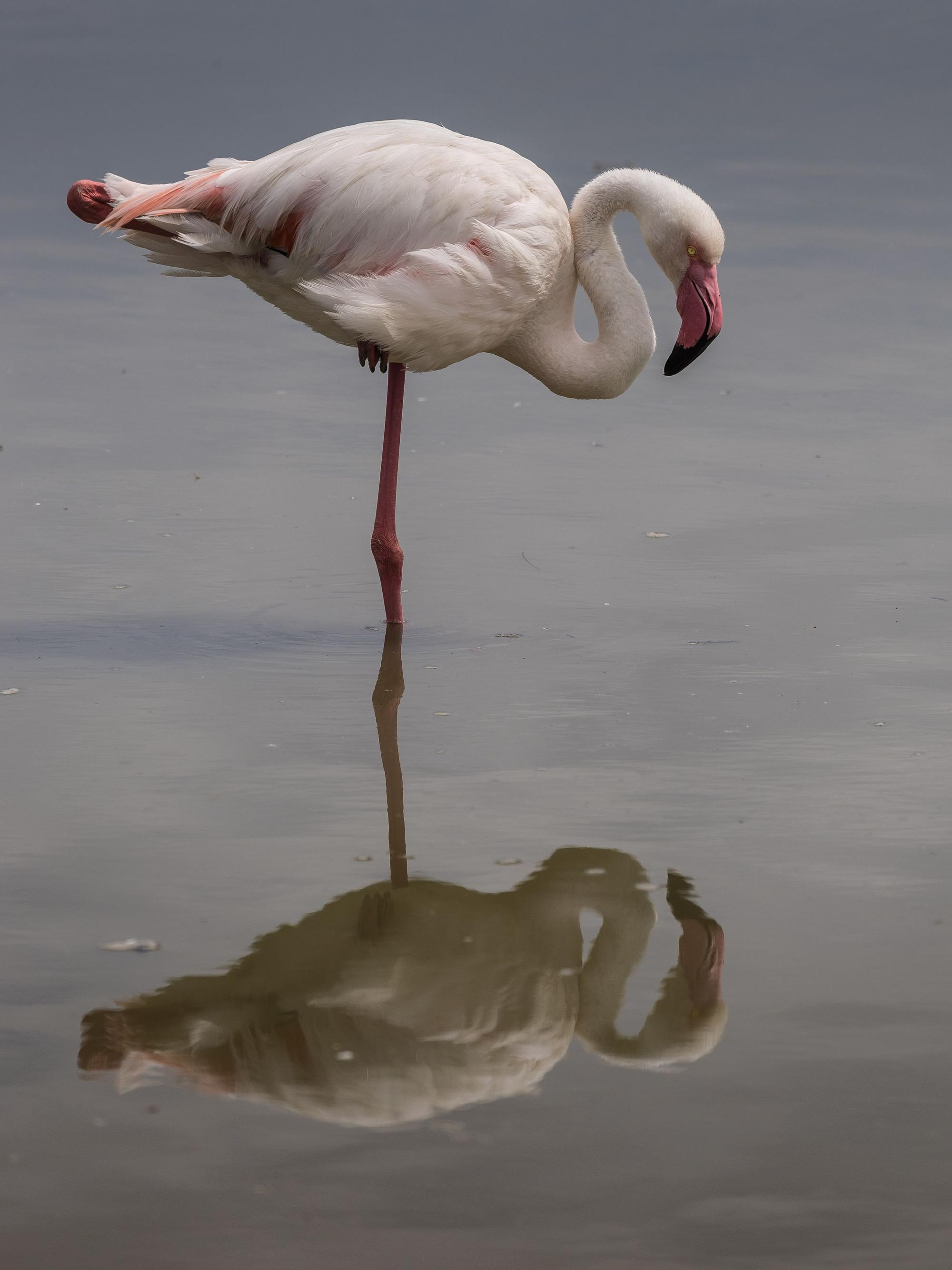 Ein Flamingo spiegelt sich auf der Wasseroberfläche.