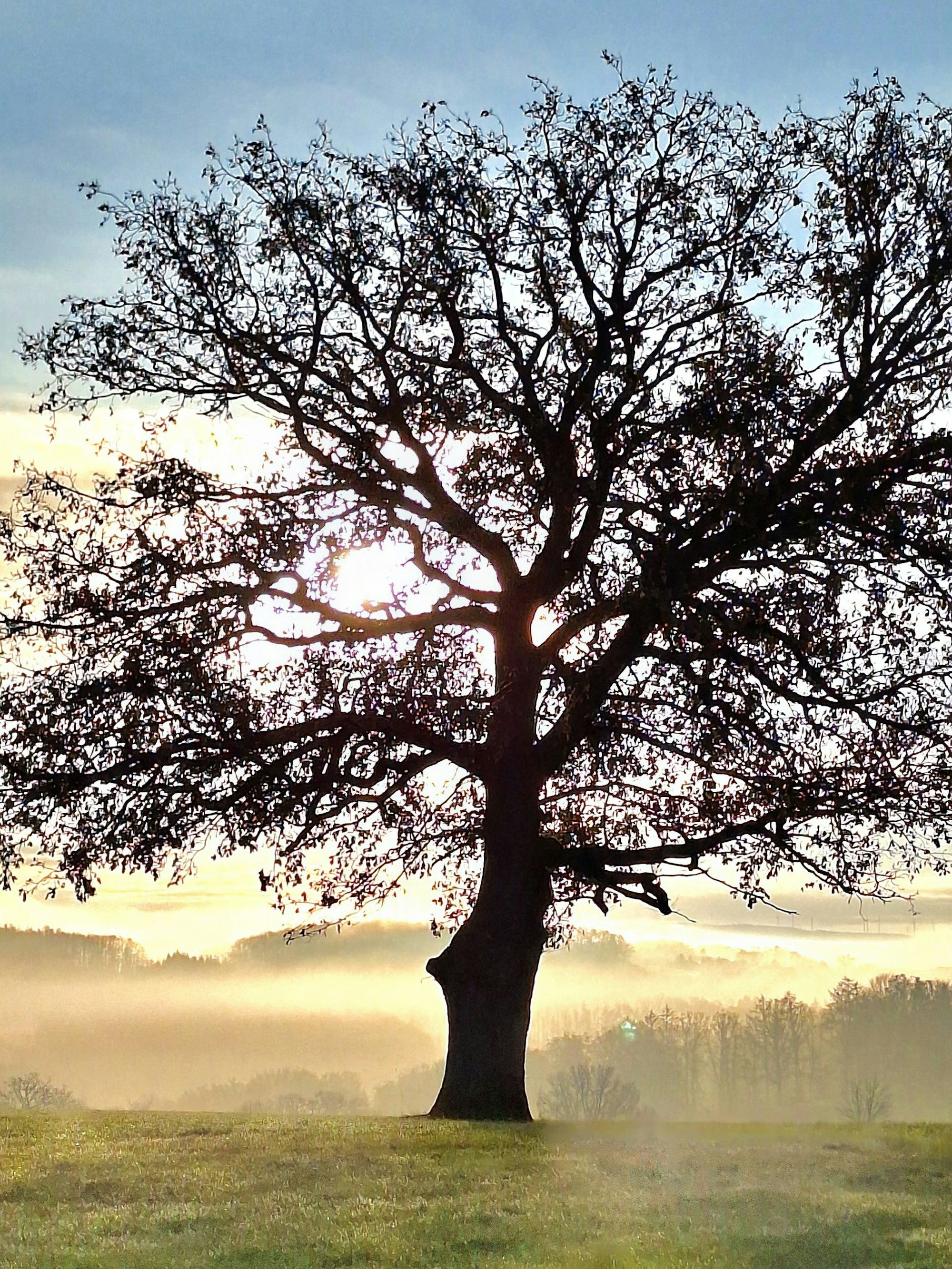 Ein Baum im Nebel und der Sonne am Morgen.