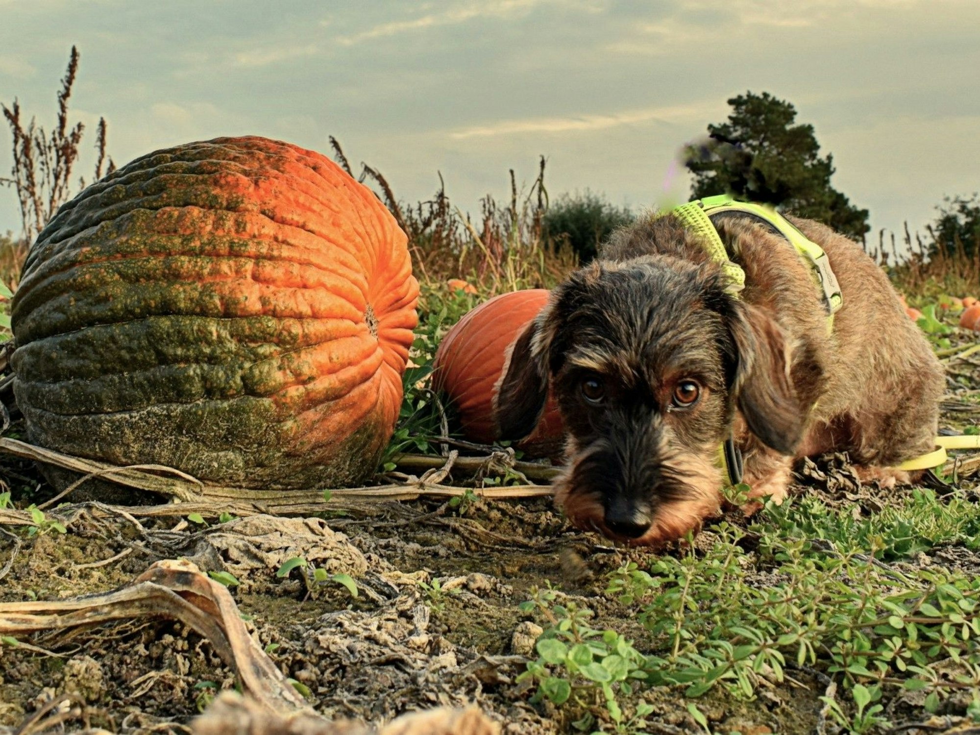 Ein Hund setzt neben einem riesigen Kürbis auf einem Feld.