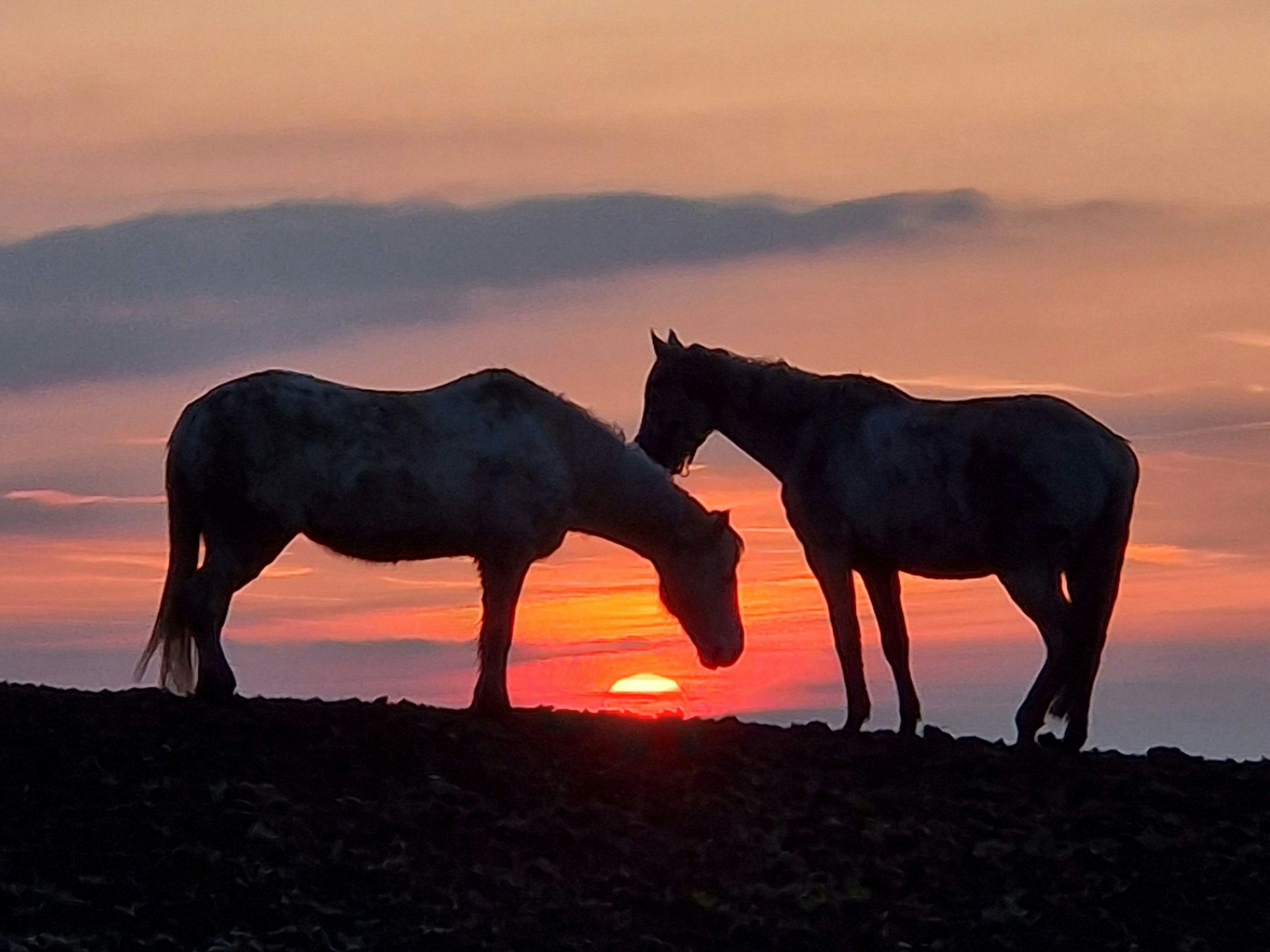 Zwei Pferde im Sonnenuntergang.