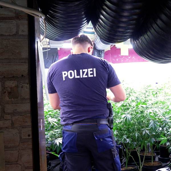 Das Foto zeigt einen Polizisten vor einer Cannabis-Plantage.