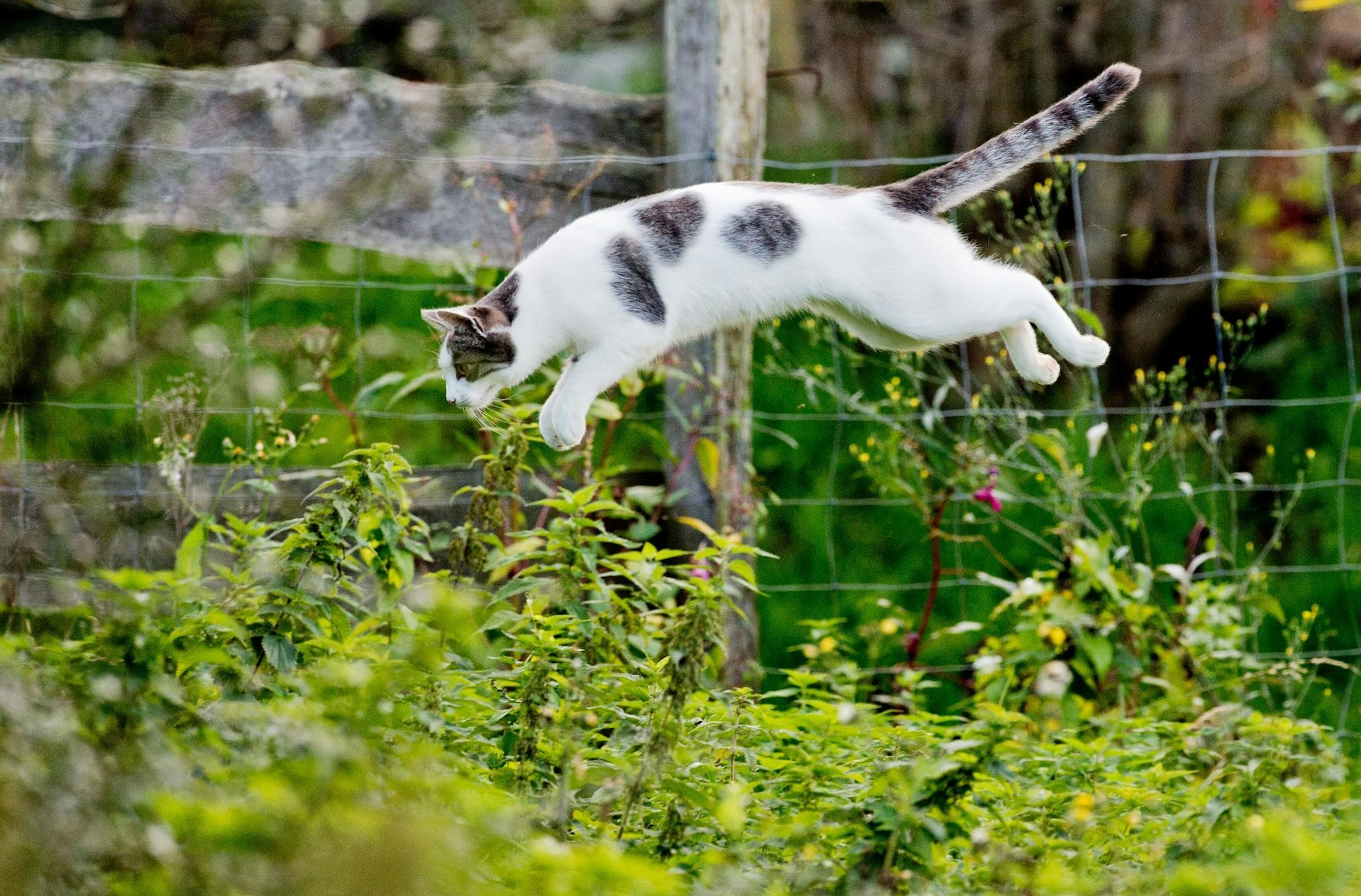 Frei und glücklich: Damit Katzen im Garten sicher unterwegs sind, sollten Halter einiges beachten.