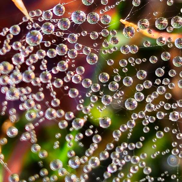 Wassertropfen an Spinnweben.