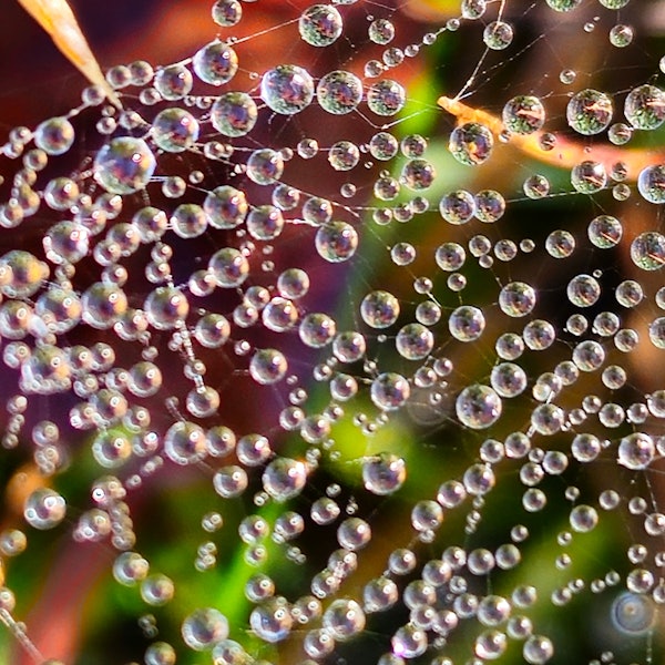 Wassertropfen an Spinnweben.