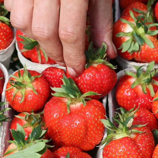 Rund 3,3 Kilo Erdbeeren essen die Menschen in Deutschland durchschnittlich im Jahr - jetzt läuft die Erntesaison in Deutschland an.
