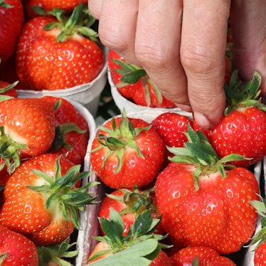 Rund 3,3 Kilo Erdbeeren essen die Menschen in Deutschland durchschnittlich im Jahr - jetzt läuft die Erntesaison in Deutschland an.