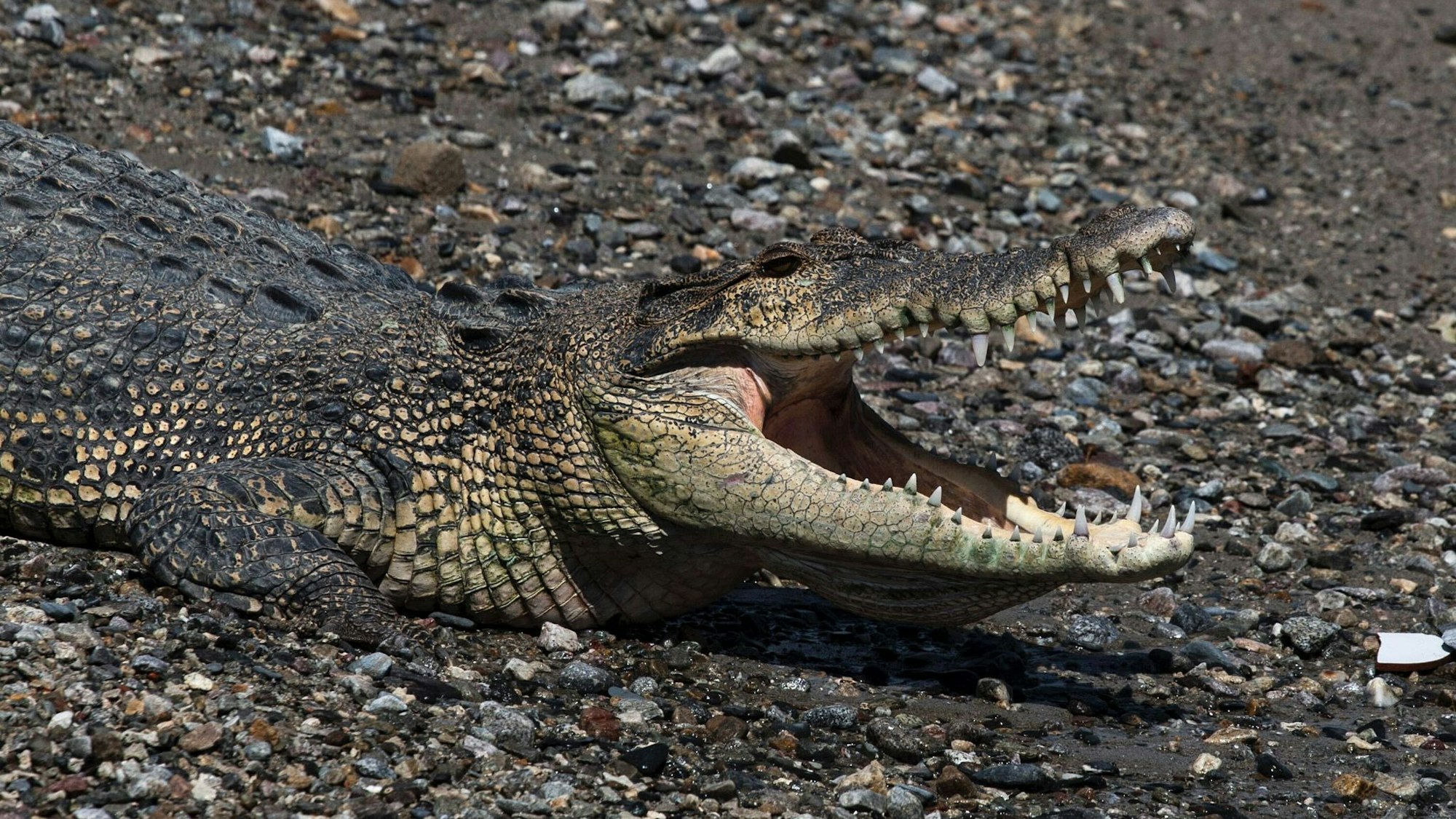In keinem anderen Land der Erde werden so viele Menschen von Krokodilen getötet wie in Indonesien. (Symbolbild)