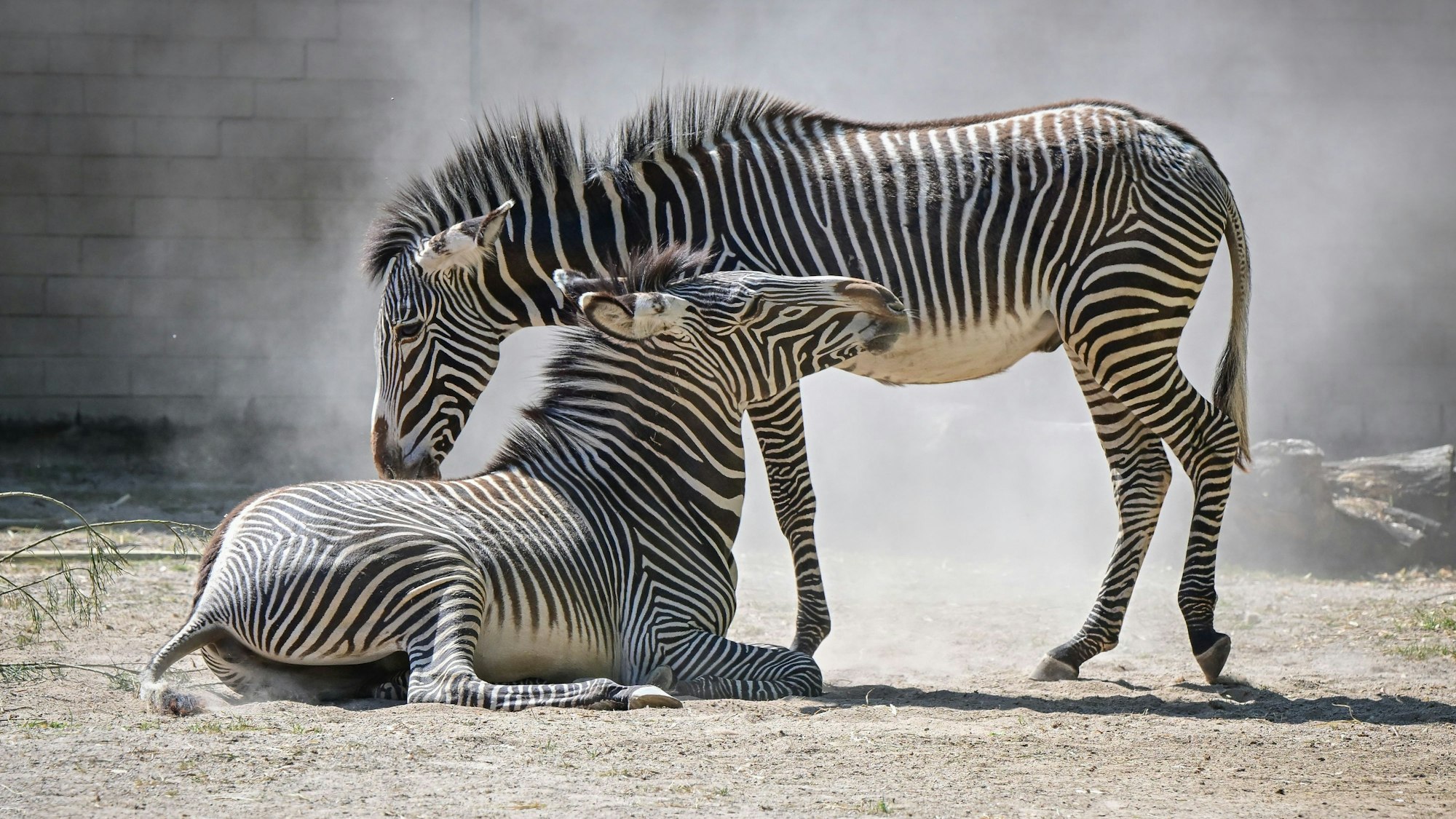 Ferdinand und Silvester sind die Neulinge im Kölner Zoo.