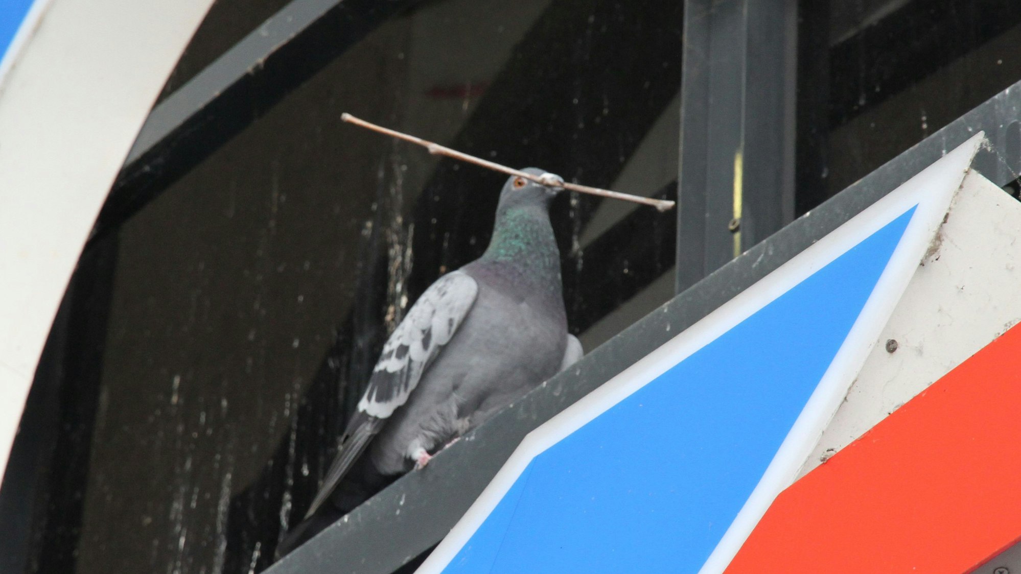 Eine Taube baut im Schriftzug des Cineplex-Kinos ihr Nest.