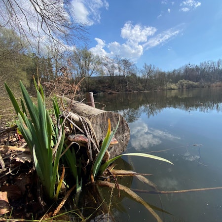 Zu sehen ist das Gewässer des Ententeichs.