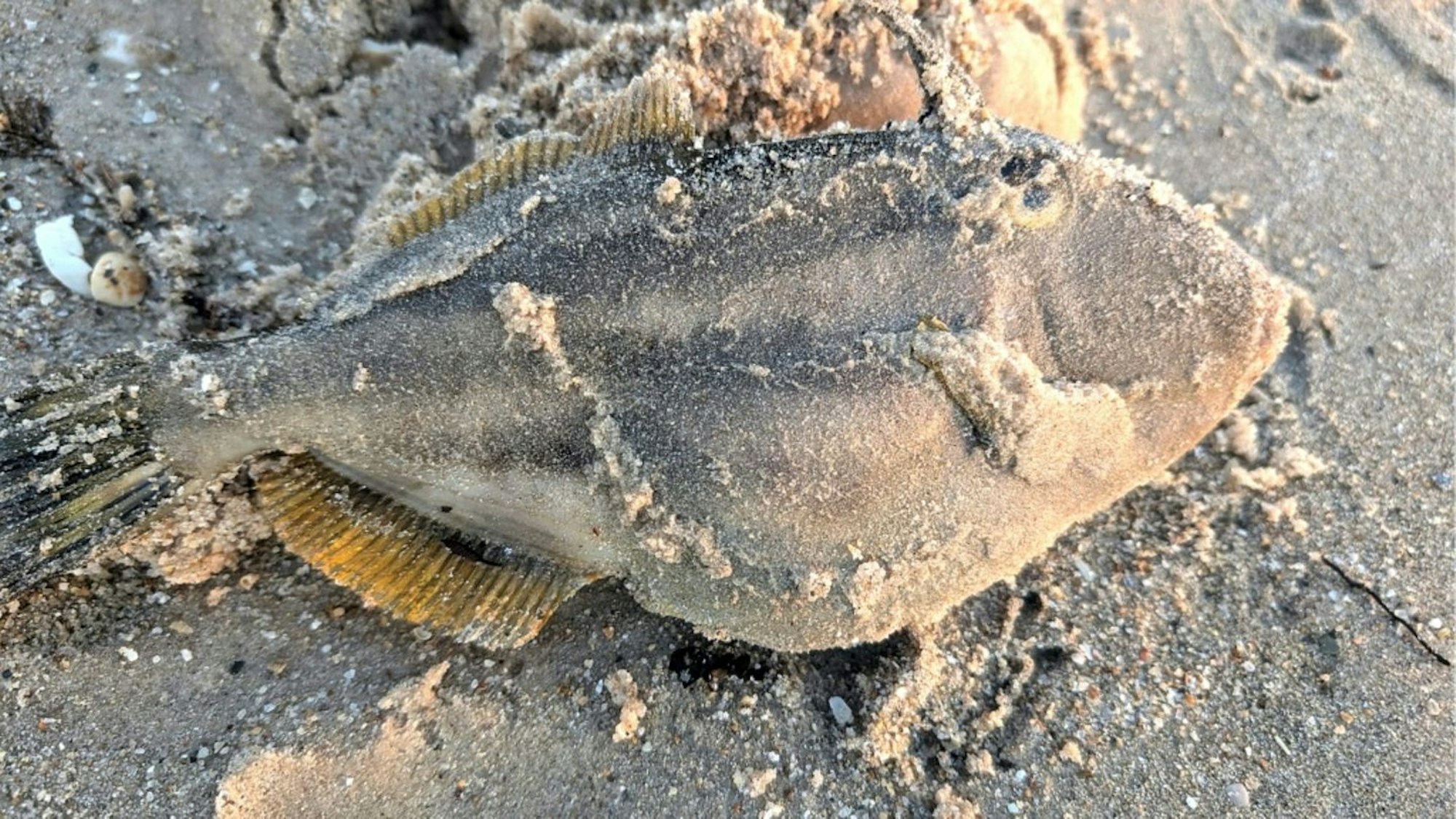 Toter Fisch an einem australischen Strand.