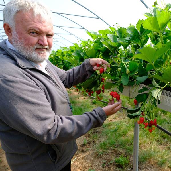 Thomas Ruland begutachtet die Erdbeeren, die in einem Foliengewächshaus heranwachsen.