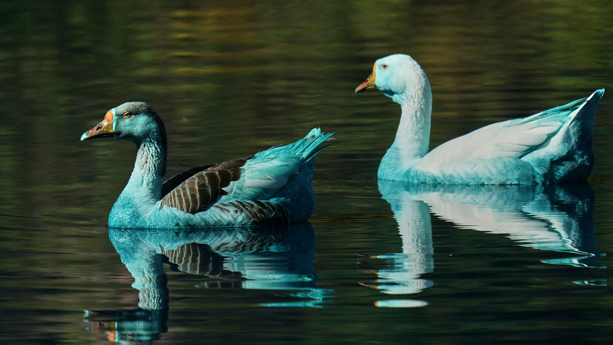 dpatopbilder - 16.05.2025, Brasilien, Jundiai: Blau gefärbte Enten schwimmen im Fluss Tulipas. Der Fluss wurde wegen des Unfalls eines Lastwagens, der mit chemischer Farbe beladen war, blau gefärbt. Foto: Andre Penner/AP/dpa +++ dpa-Bildfunk +++