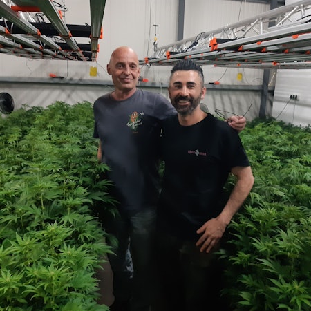 Das Foto zeigt Stephan Teine und Kayal von „Cannabis First“ in ihrer Halle mit Cannabispflanzen.