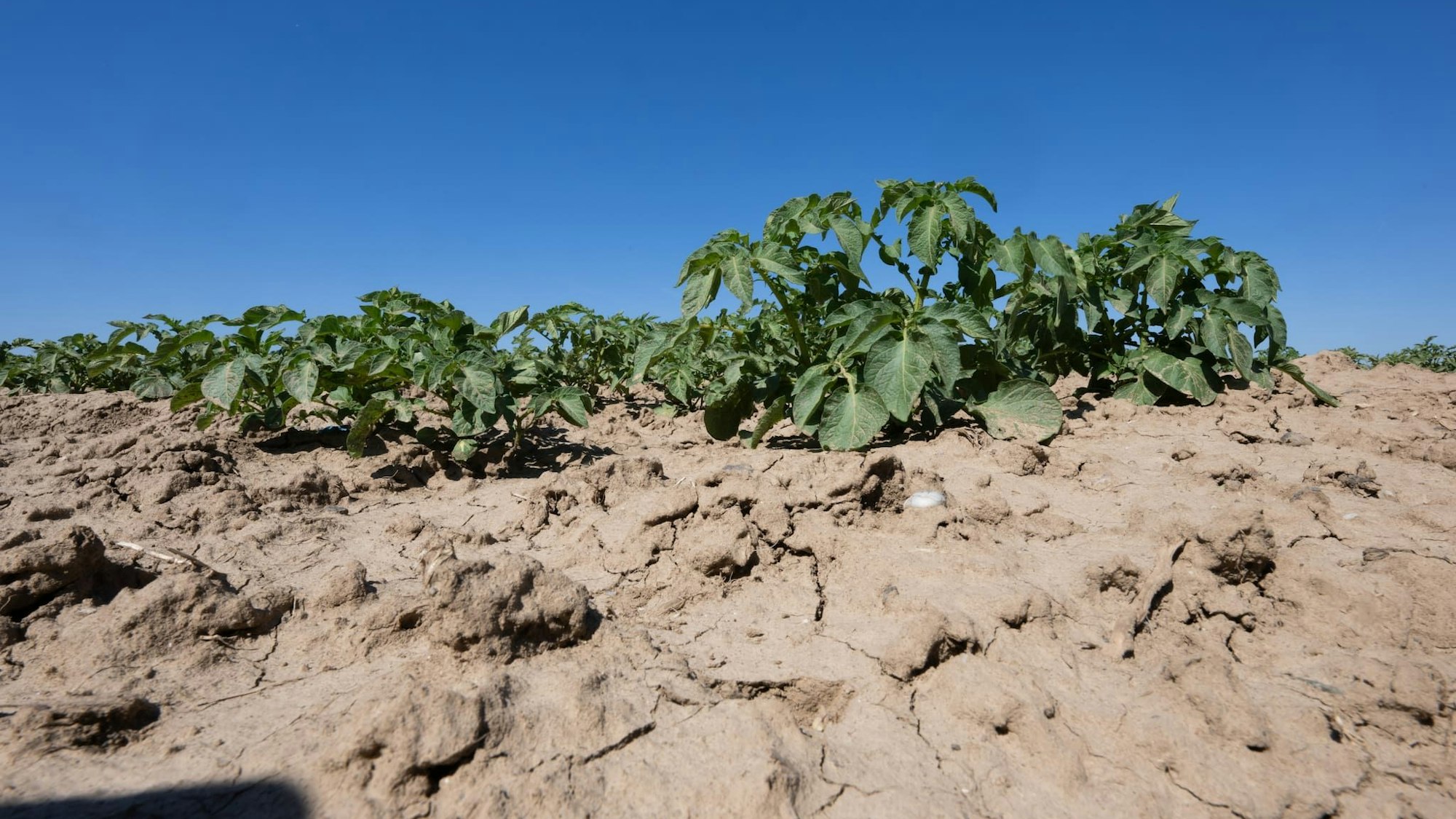 Der Boden um Kartoffelpflanzen auf einem trockenen Acker in der Wetterau ist rissig. Ausbleibende Niederschläge könnten für Landwirte in den kommenden Wochen und Monaten zum Problem werden.