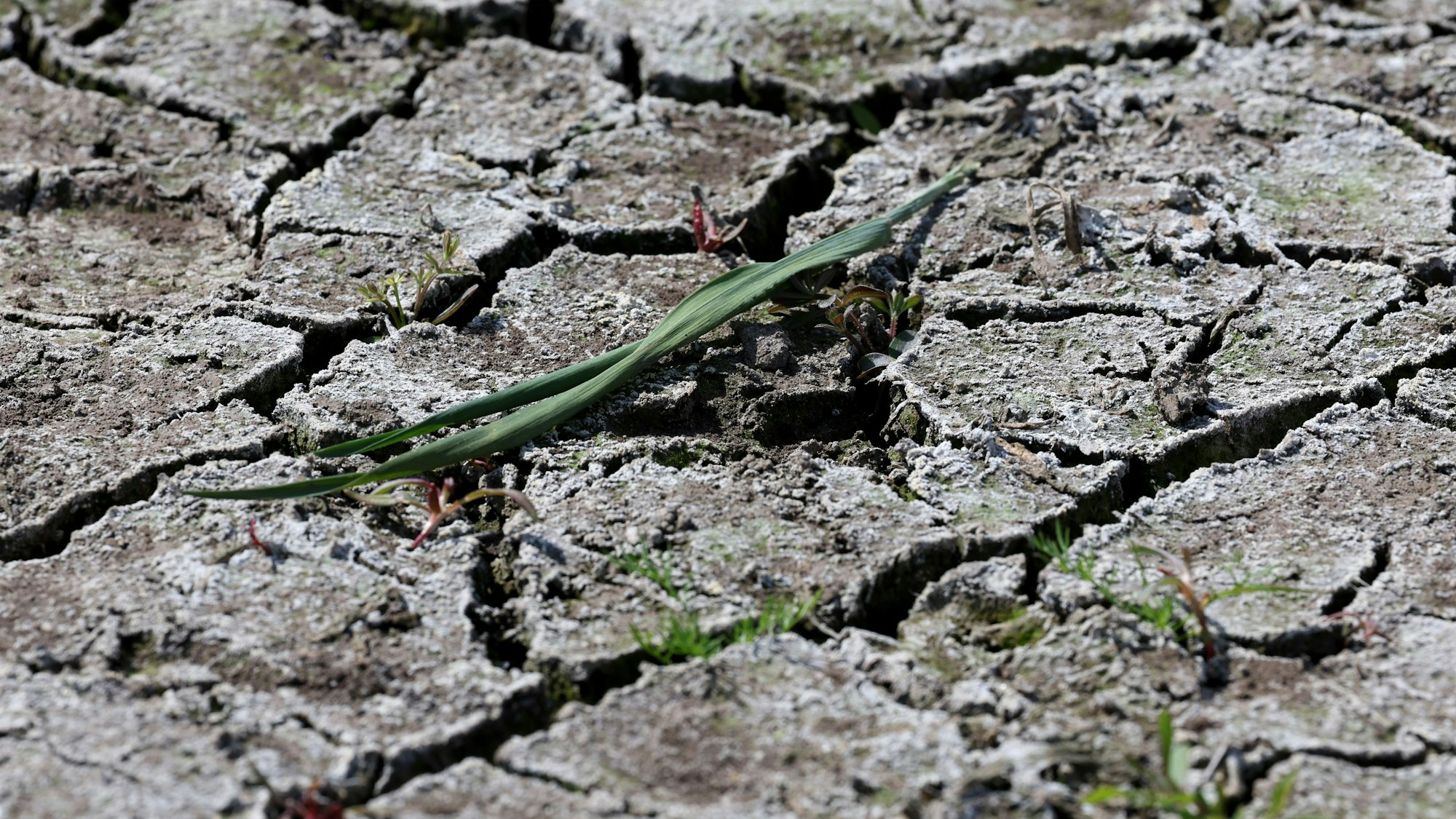 Auf einer ausgetrockneten Wasser-Ansammlung auf einem Acker haben sich Risse gebildet.