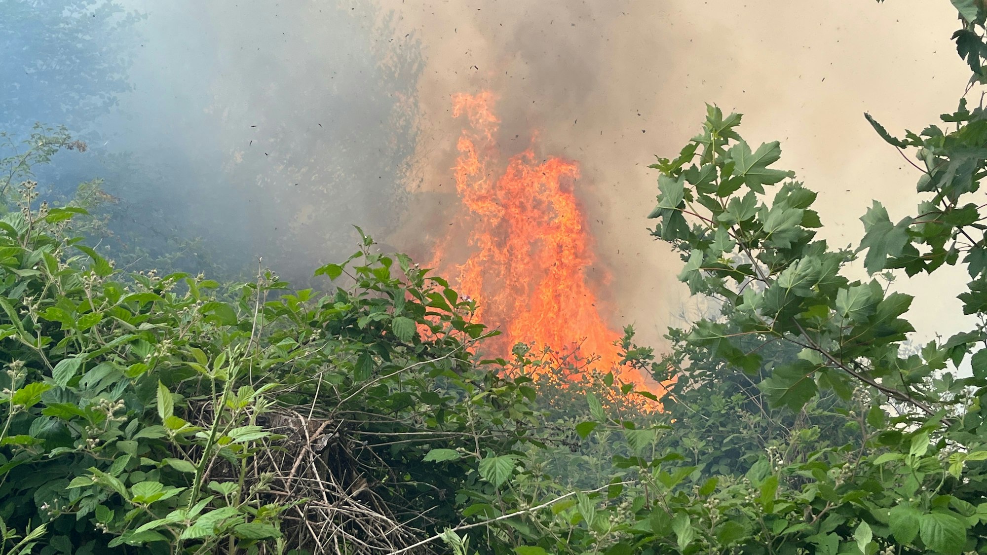 Waldbrand auf 8000 Quadratmetern in Eitorf.