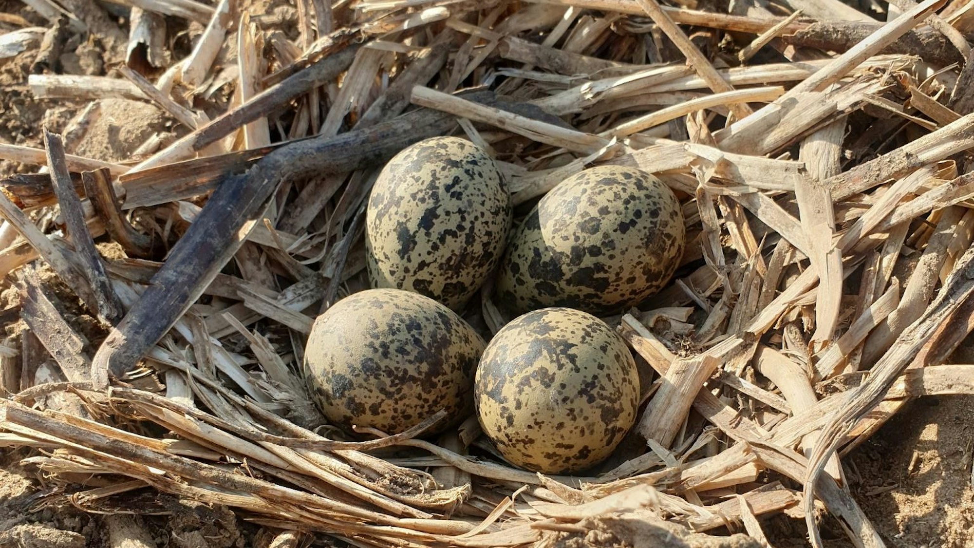 Vier Eier des Kiebitz liegen in einem Nest auf einem Hitdorfer Acker.