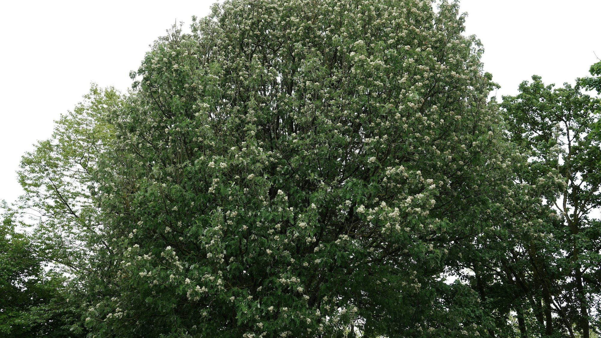 Sorbus domestica, Speierling, Servicebaum Sorbus domestica, Speierling, Servicebaum LicenseRF Copyright: xZoonar.com/PeterxHimmelhuberx 23406619