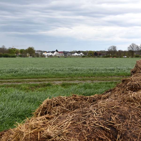 Das Bild zeigt ein grünes Feld. Im Hintergrund sieht man einige Gebäude, eine Kirchturmspitze, einen Kran.