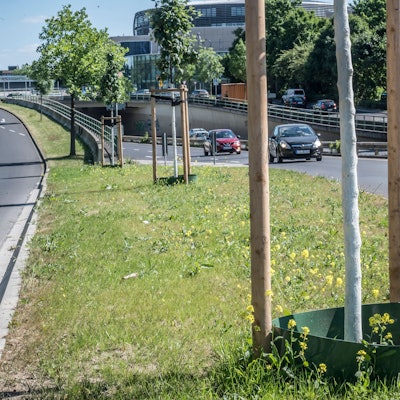 Junge Bäume müssen für ein paar Jahre gegossen werden. Diese Neupflanzungen stehen am Europaring.