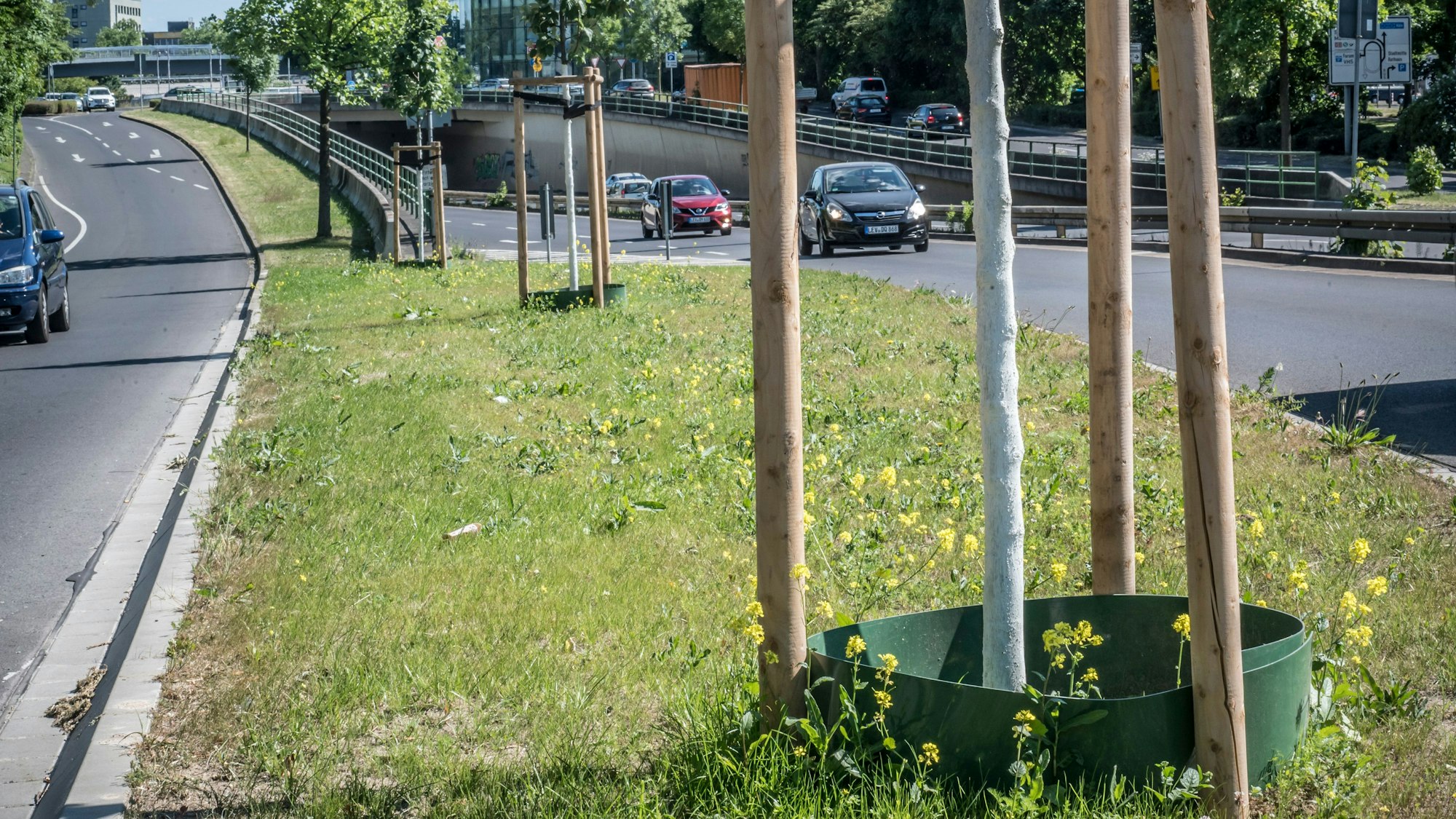 Junge Bäume müssen für ein paar Jahre gegossen werden. Diese Neupflanzungen stehen am Europaring.