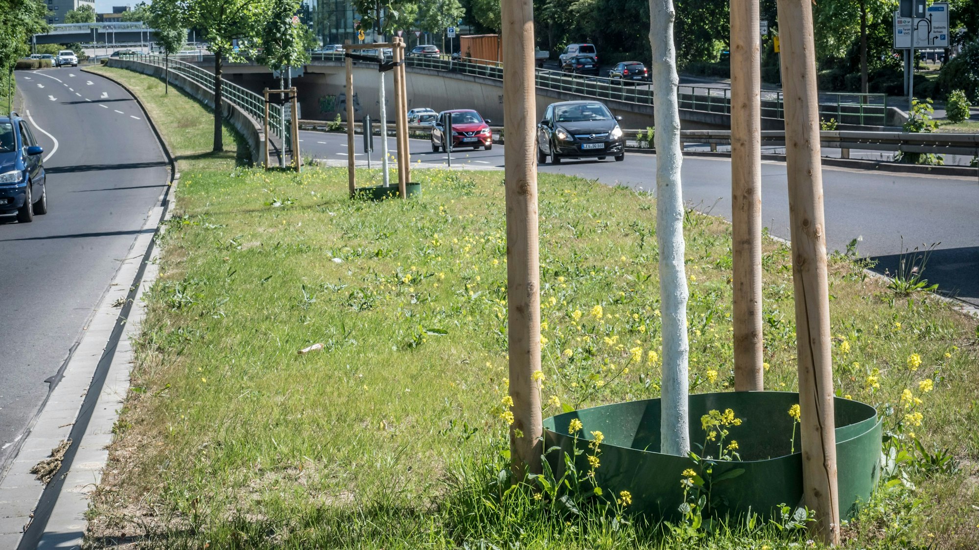 Junge Bäume müssen für ein paar Jahre gegossen werden. Diese Neupflanzungen stehen am Europaring. Foto: Ralf Krieger