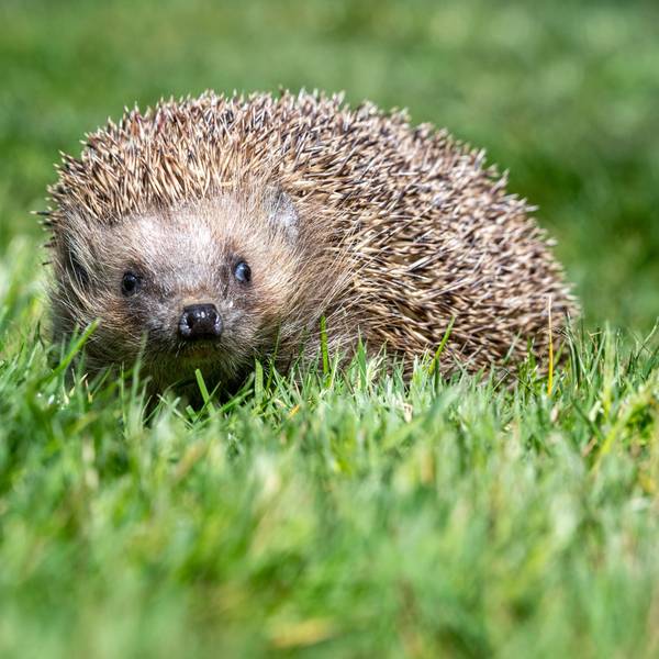 Zu sehen ist ein Igel auf einer Wiese.