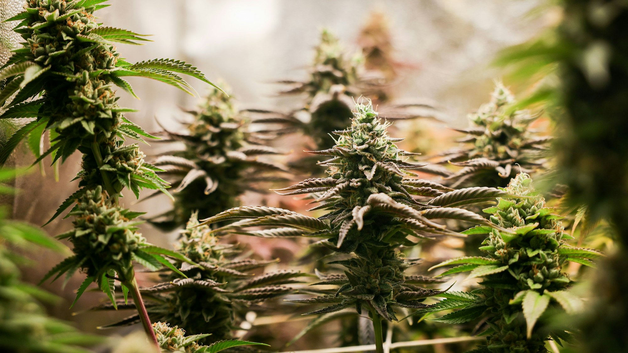 ARCHIV - 22.02.2024, Hamburg: Erntereife Cannabispflanzen stehen in einem Aufzuchtszelt unter künstlicher Beleuchtung in einem Privatraum. (zu dpa: «Weniger Delikte, mehr Arbeit: Polizei gegen Cannabis-Gesetz») Foto: Christian Charisius/dpa +++ dpa-Bildfunk +++