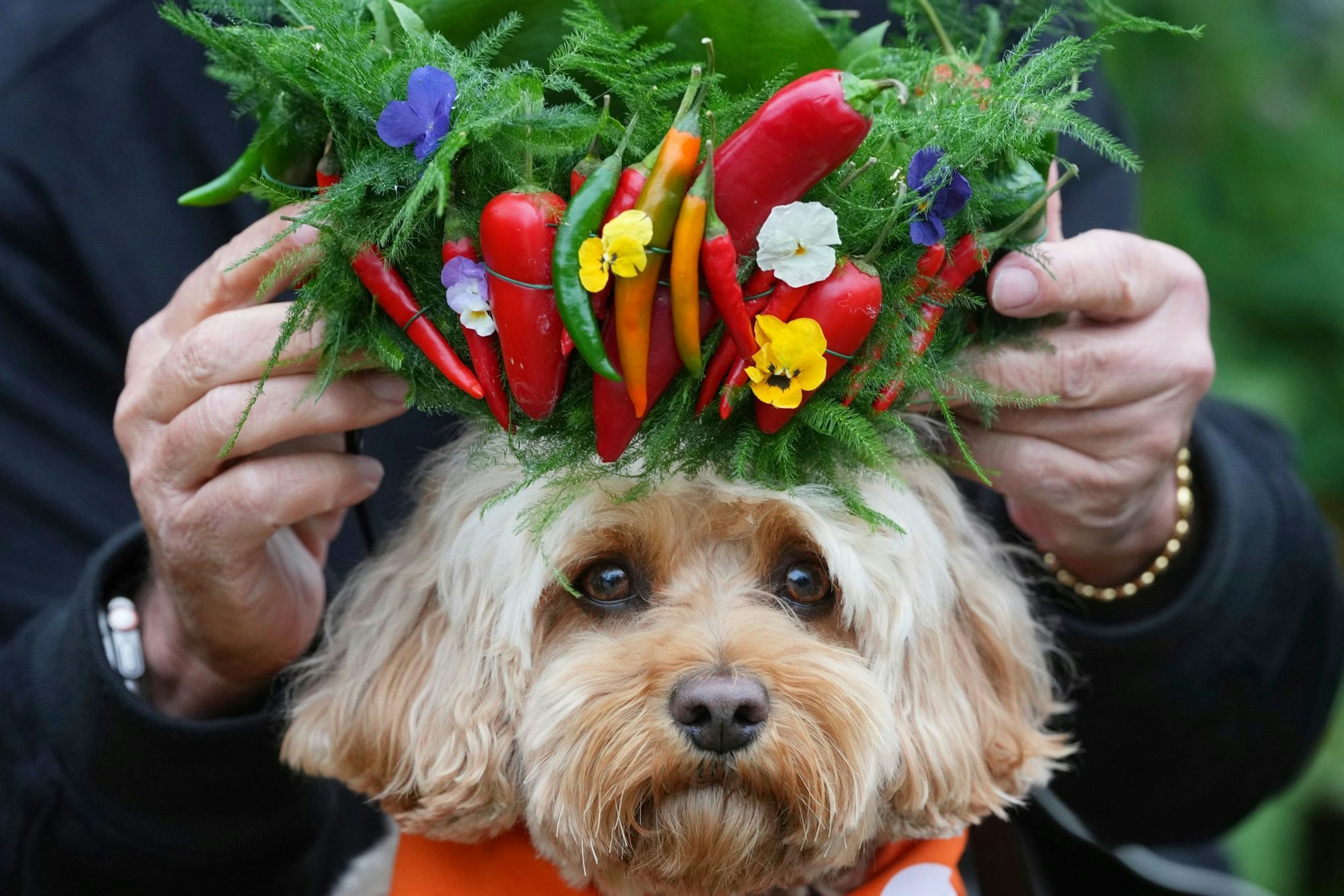 Hund Chili bekommt ein Krönchen aus Chilis aufgesetzt.