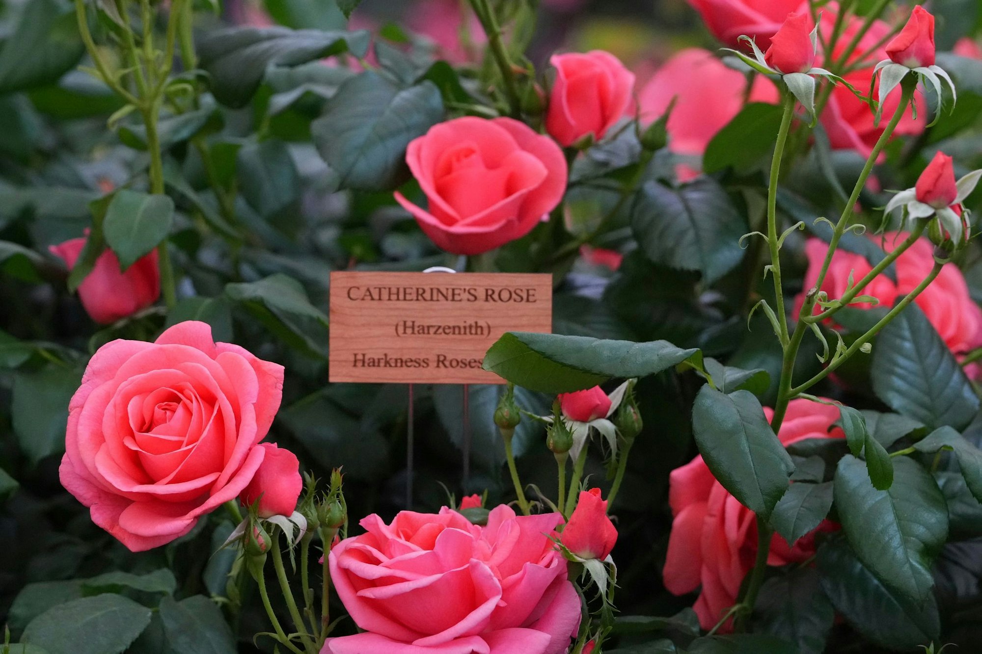 Benannt nach Prinzessin Kate: «Catherine's Rose».