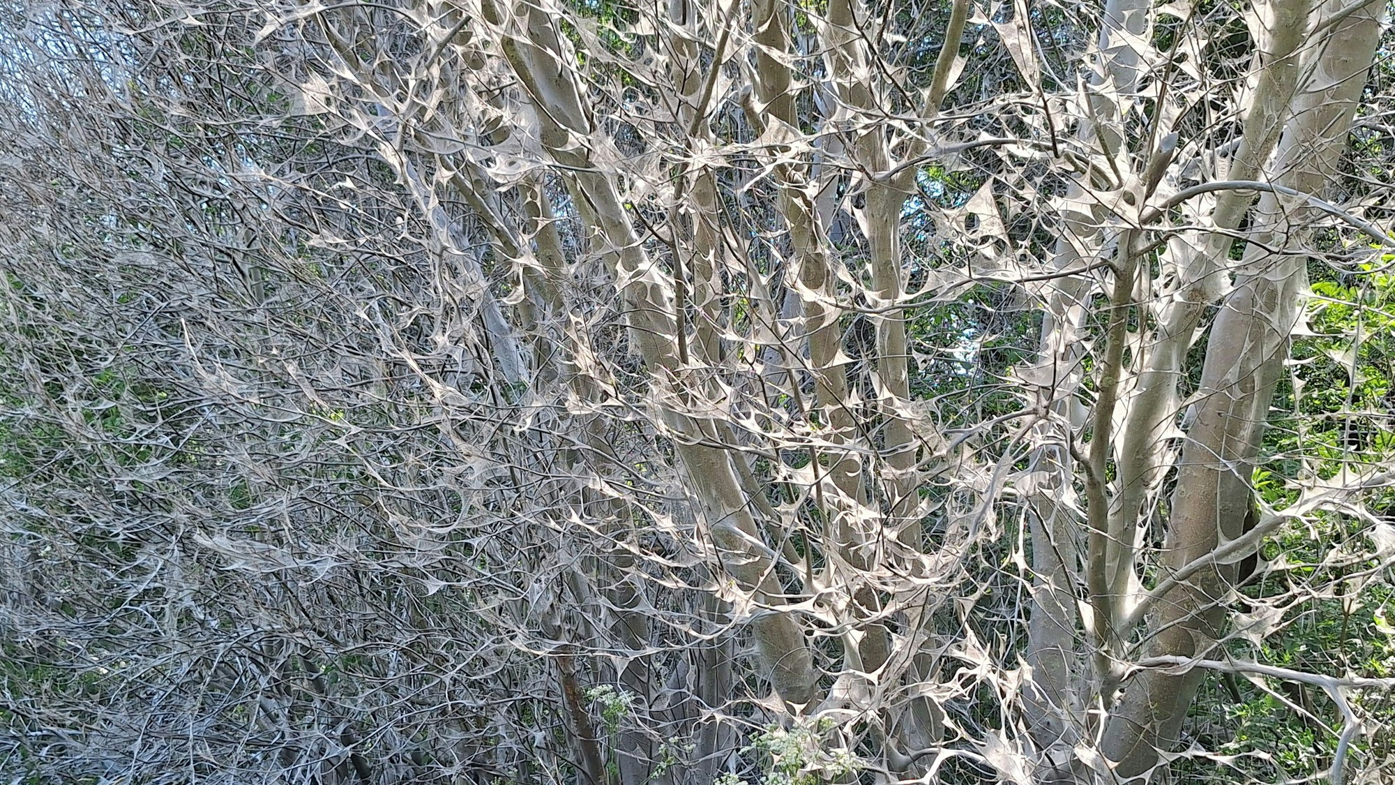 Auf dem Bild sind Bäume zu sehen, deren Äste mit den Netzen der Gespinstmotte überzogen sind.
