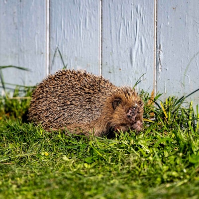 Das Bild zeigt einen Igel, der augenscheinlich verletzt ist und durchs Gras streift.