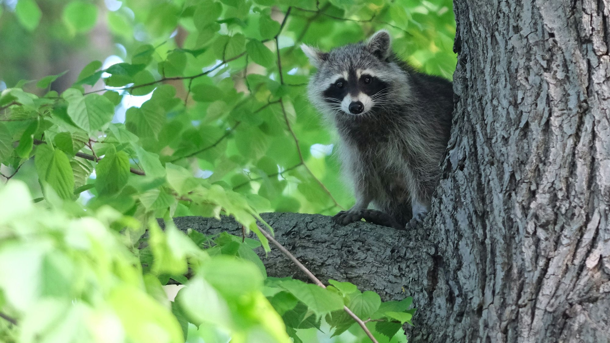 Das Bild zeigt einen Waschbären in einem Baum.