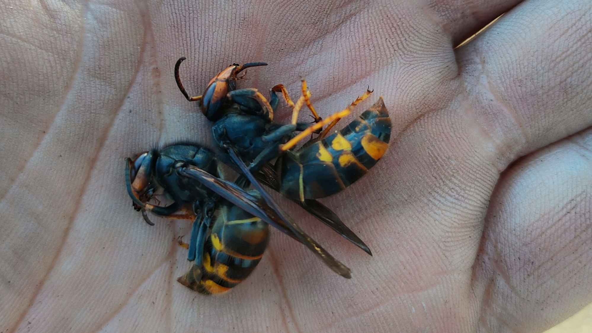 Die Asiatischen Hornisse ist auch an ihrer auffälligen Schwarzfärbung zu erkennen.