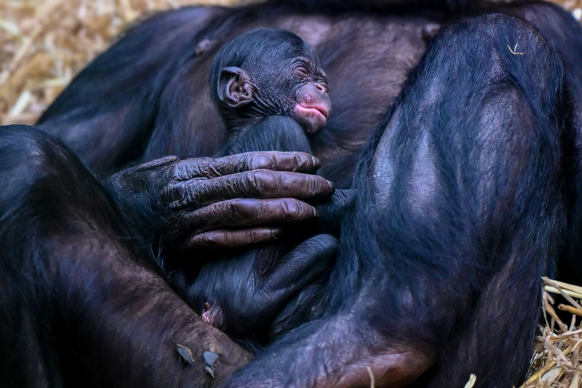 Zuletzt im Zoo geboren: ein Bonobobaby