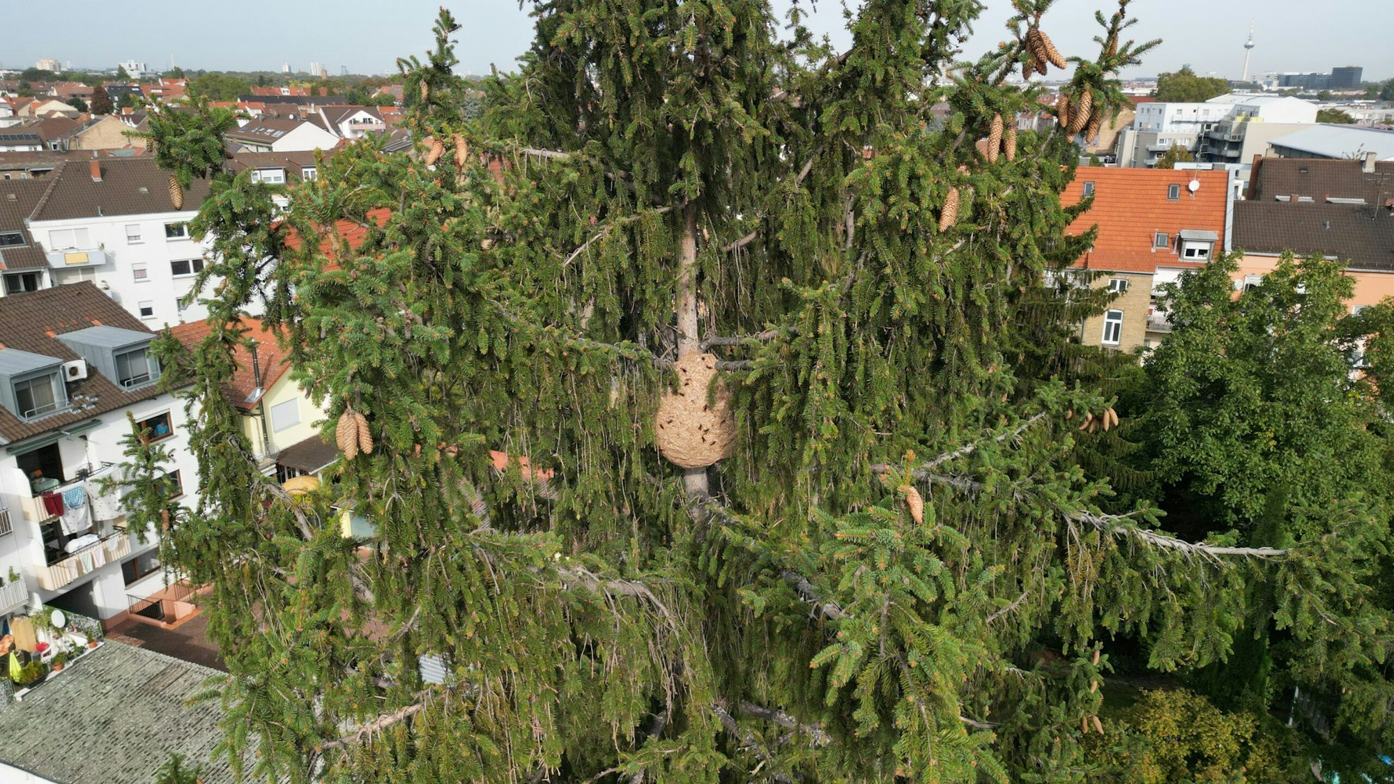 Ein Nest der Asiatischen Hornisse hoch oben in einem Baum in der Stadt.